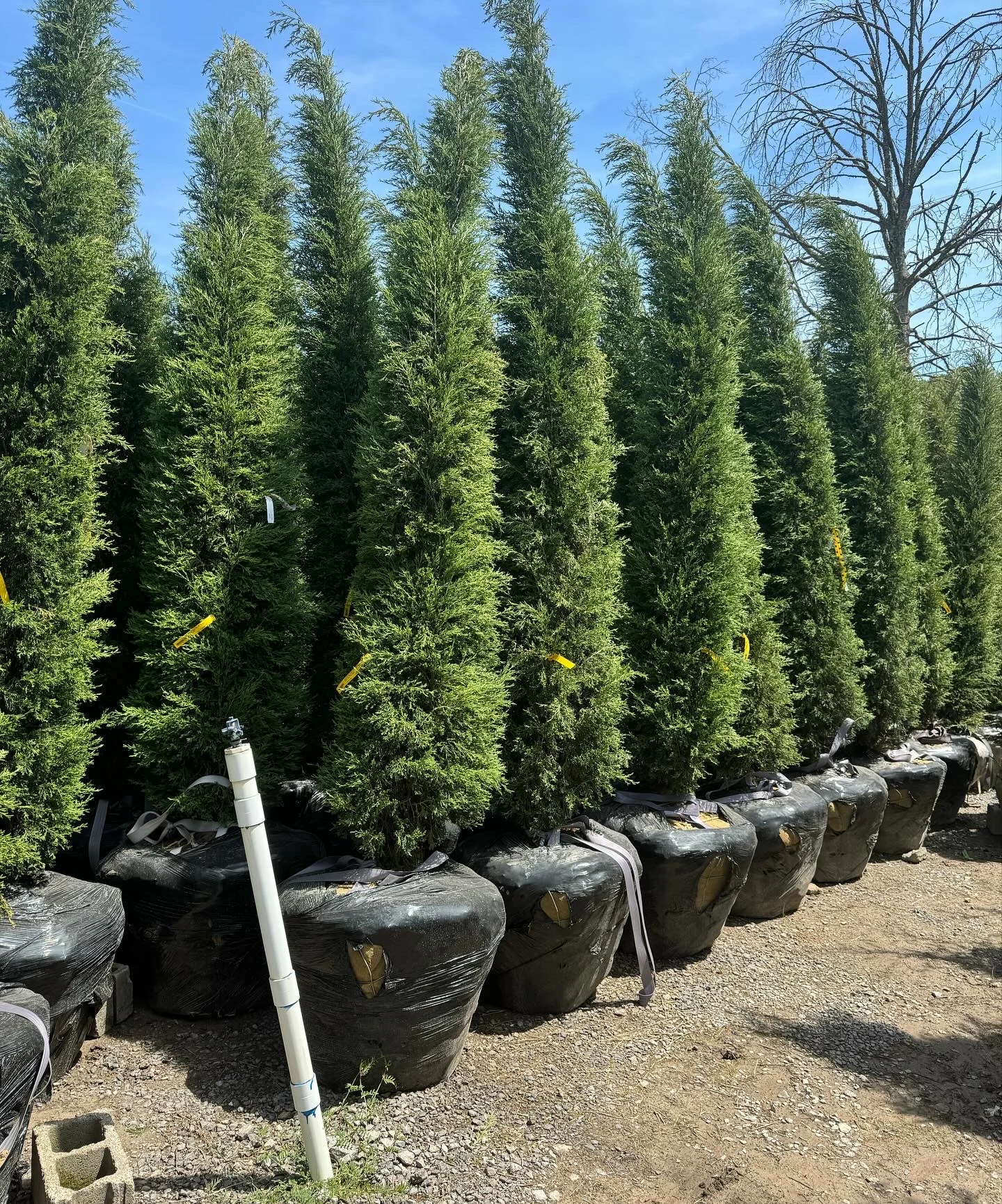 Row of tall green arborvitae trees in burlap root balls ready for planting